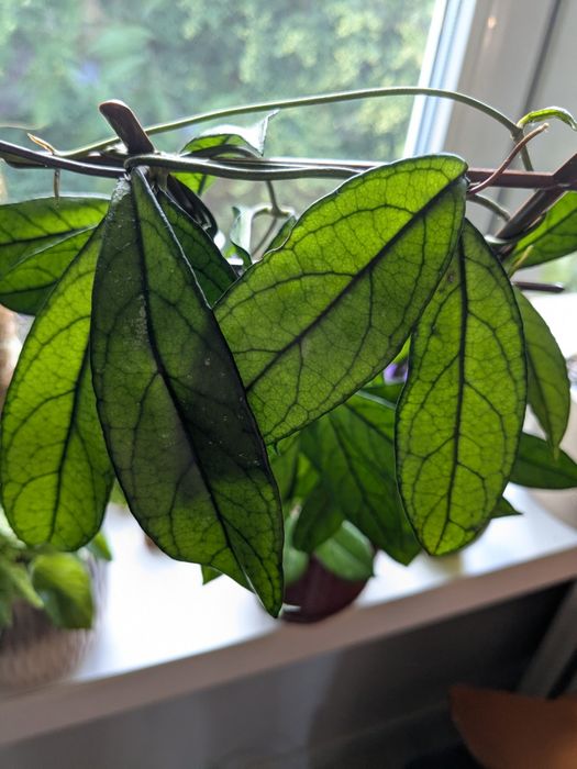 Hoya/ Hoja crassipetiolata