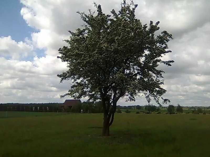 Zdjęcie 5
