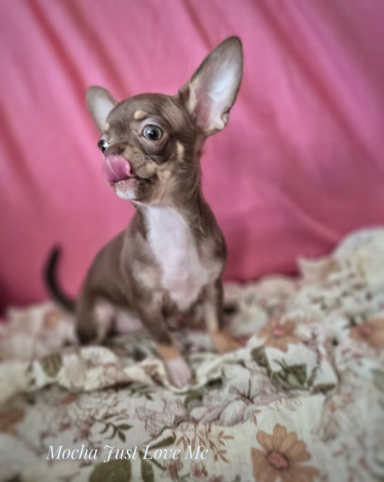 Chihuahua suczka choco tricolor *** Mocha*** Gotowa do odbioru