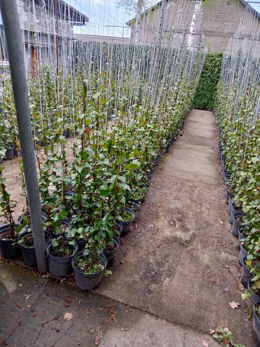 Bluszcz Hedera Hellix. pospolity, zimozielony, od 110 cm do 150 cm