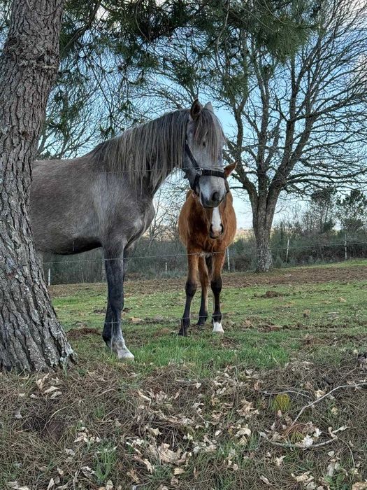 Poldra Puro Sangue Lusitano