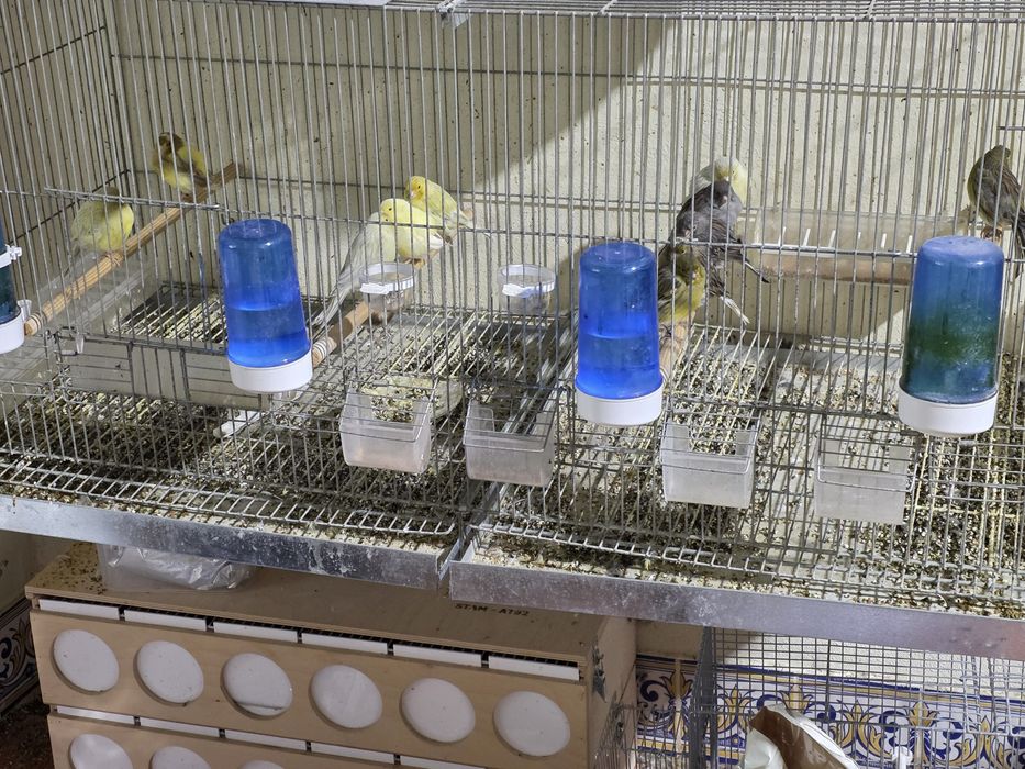 TUDO!!! Canarios Timbrado Espanhol, Ágatas e respetivas gaiolas, carro