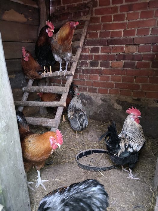 Sprzedam koguty marans aracan
