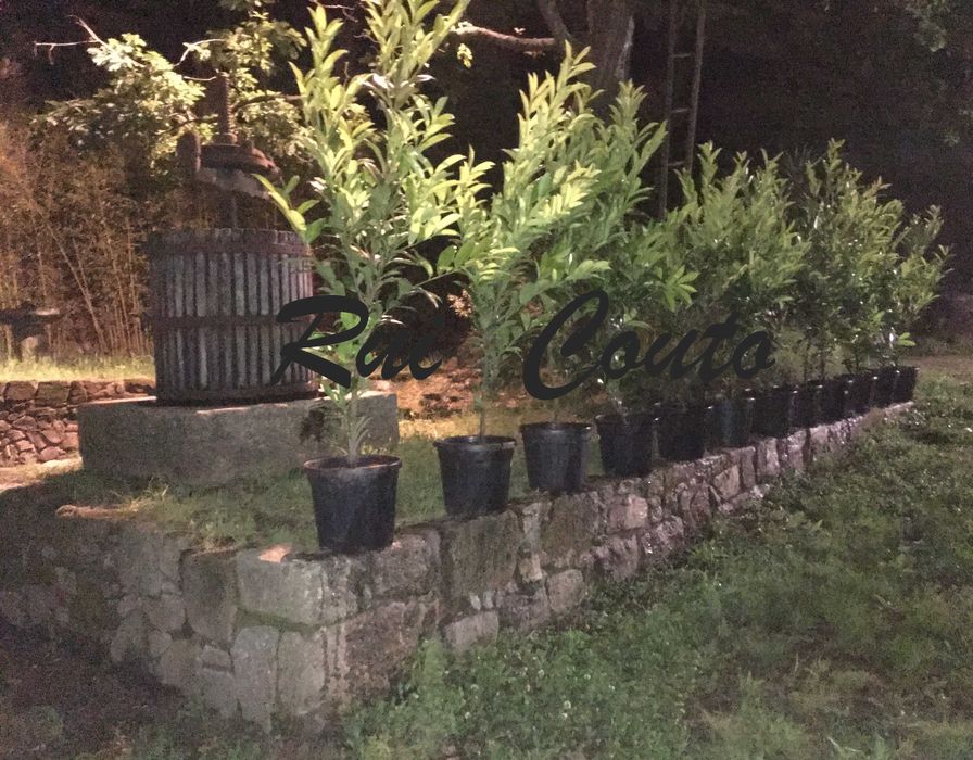 Lauros sebe - raiz nua