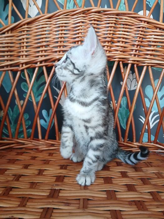 Бенгальский котенок серебро