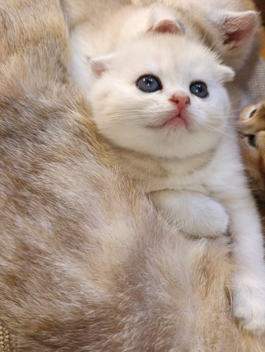 Золота шиншила котята