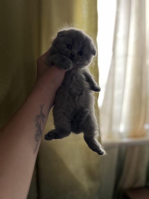Шотланські кошенята