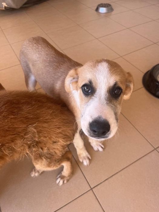 Cachorro para adoção
