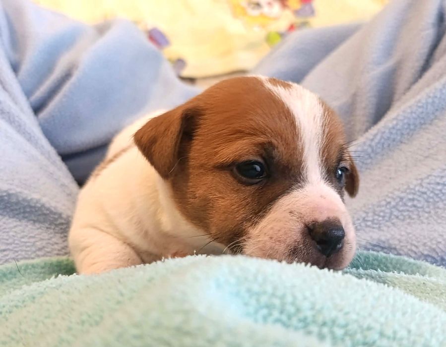 Jack Russell Terrier gładkowłosy ZKwP FCI