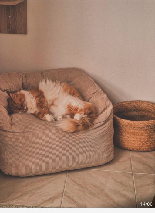 Catsitter Lisboa