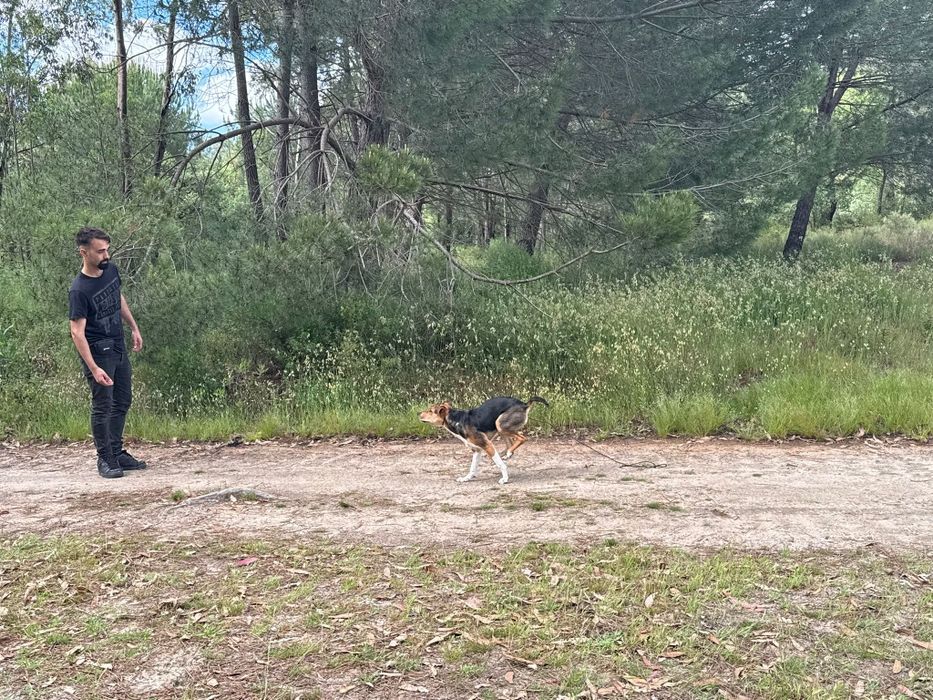 Dog Walking & Pet Sitting- passeios com Treino incluido