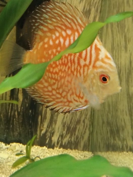 Discus pigeom red 9cm