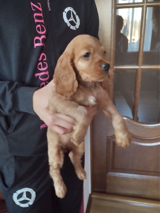 Продам цуценят Спаніельчиків