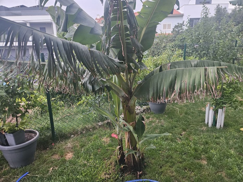 Bananeira da madeira