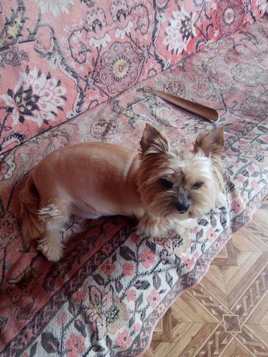 Грумер, стрижка собак та котів