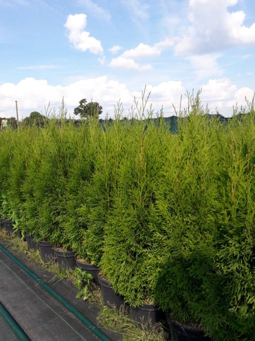 Tuja tuje żółte golden szmaragd 80-100cm