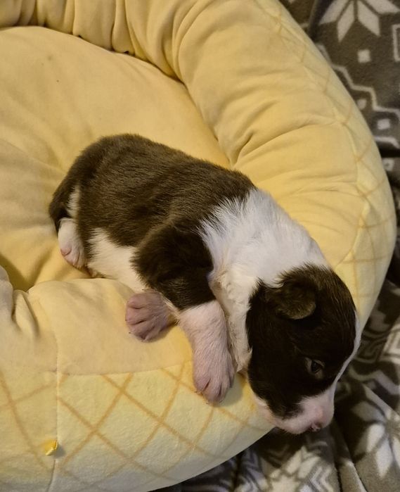 Piesek border collie