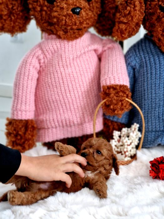 Pudelek toy Red Brown z biała latka do rezerwacji