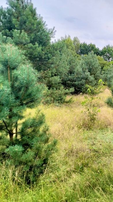 Działka 25 km od Międzyzdrojów| Warunki | 99 000 ZŁ