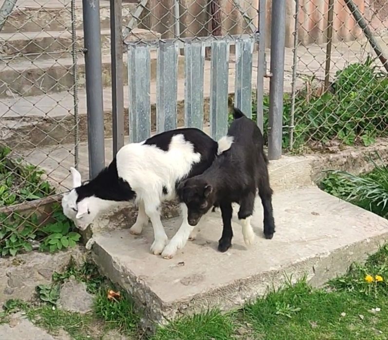 Продається Коза,козеня