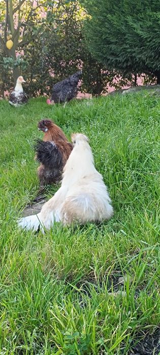 Vendo/Troco - Galo Sedosa do Japão