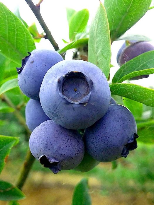 Borówka amerykańska,  krzewy owocowe