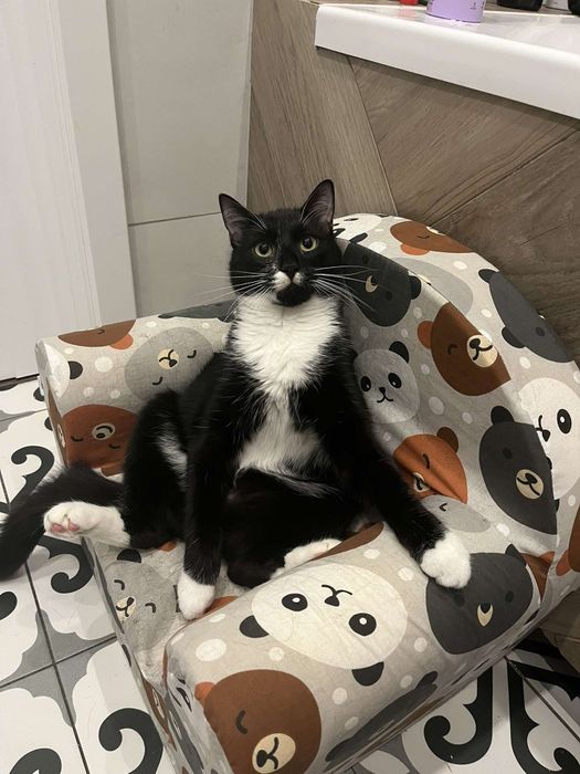 Energiczny Mireczek szuka domku!