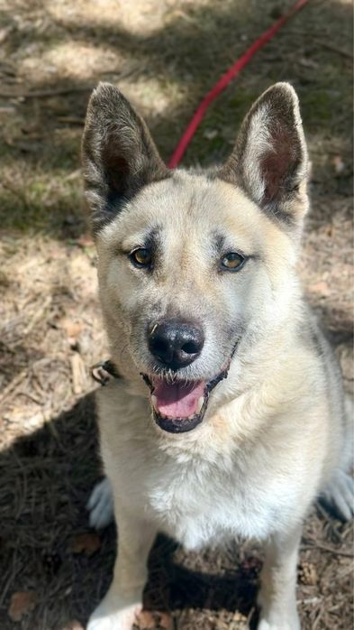 Kojot-mix owczarka i husky do adopcji