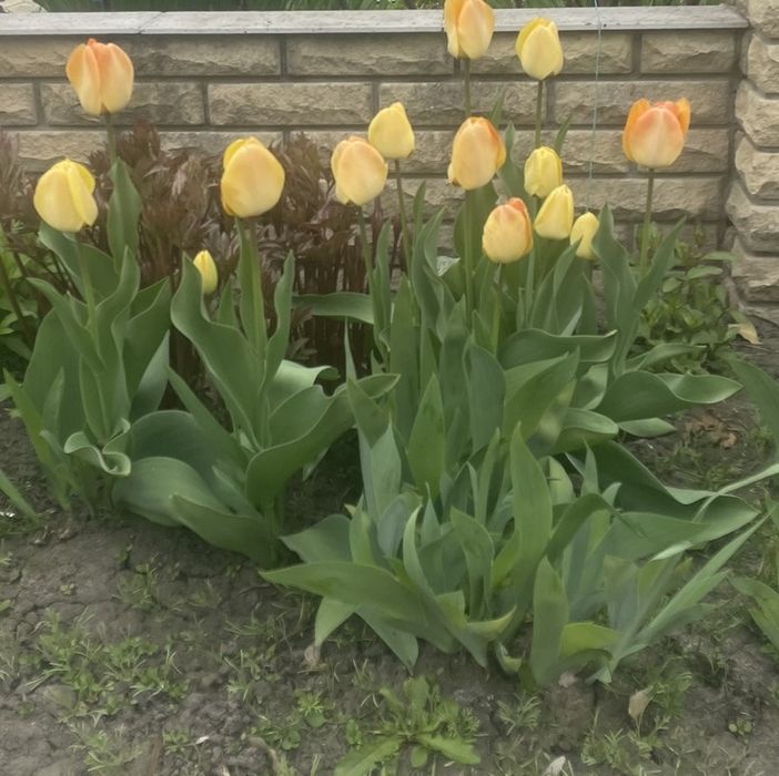 Потрібна помічниця  в саду