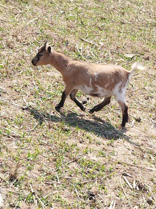 Cabrinha anã com  3 meses