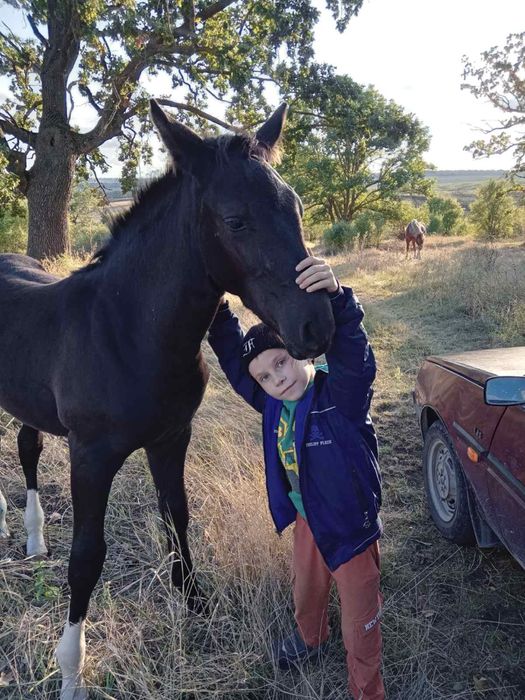 Жеребець  6міс Піщанка
