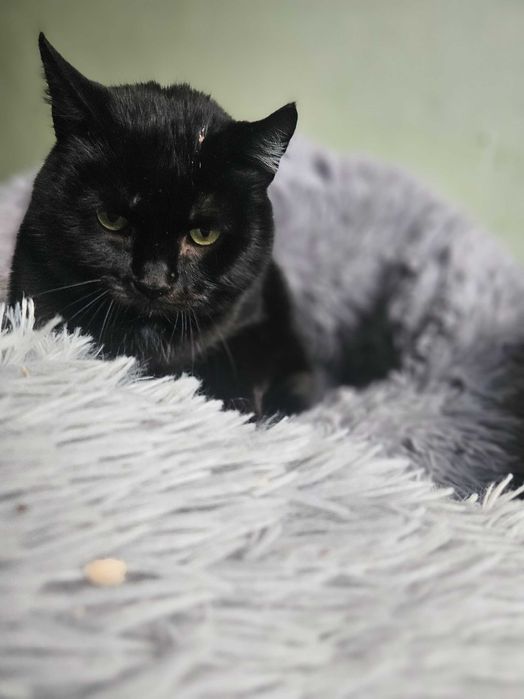 Słowik, Milusiński, 3 letni