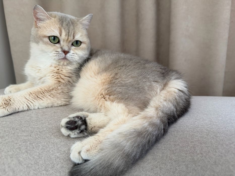 Kotka brytyjska rodowód FPL