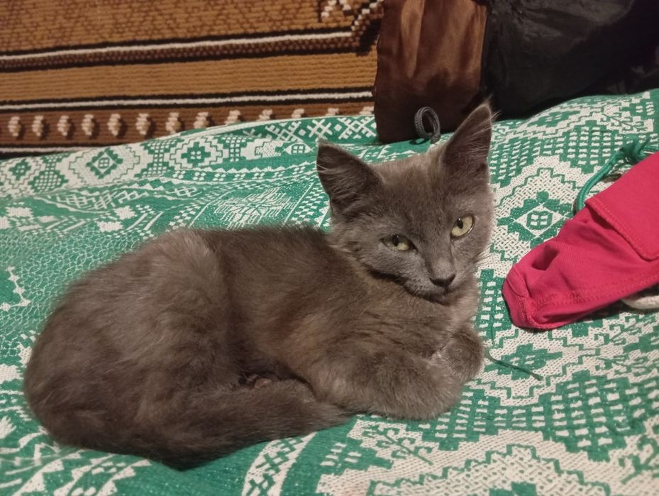 шукаємо домівку для кішечки
