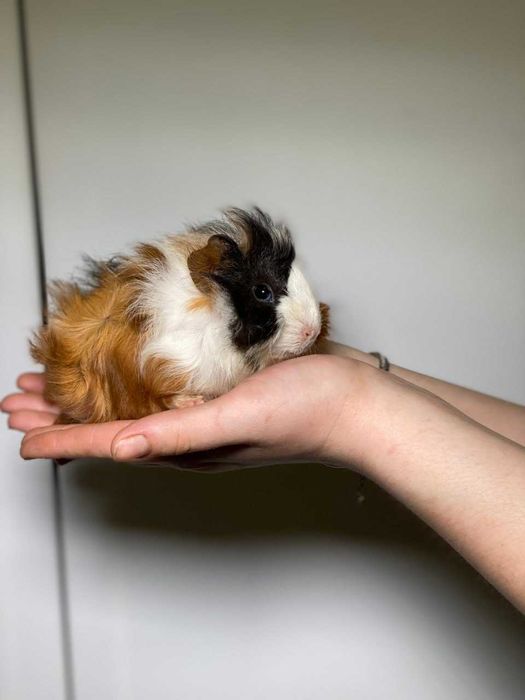 Морська свинка ручний та ласкавий улюбленець