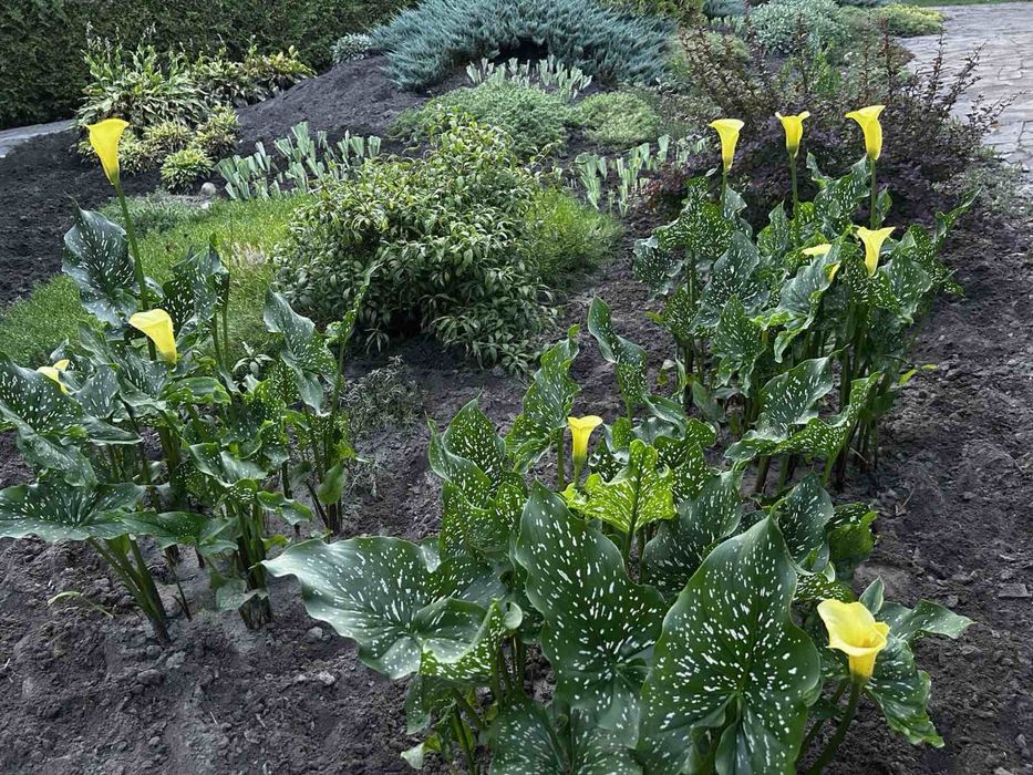 Жовта кала                       Цибулини-бульби       (клубні)  кали