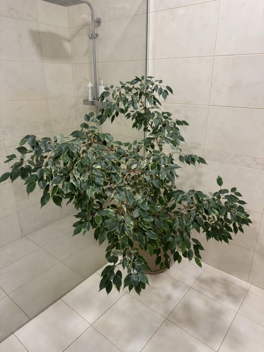 Фікус Бенджаміна