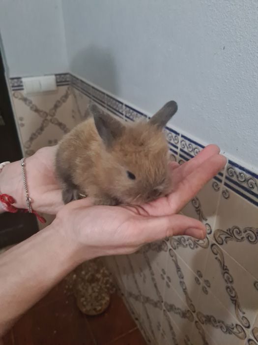 Tenho 3 coelhos anões para venda