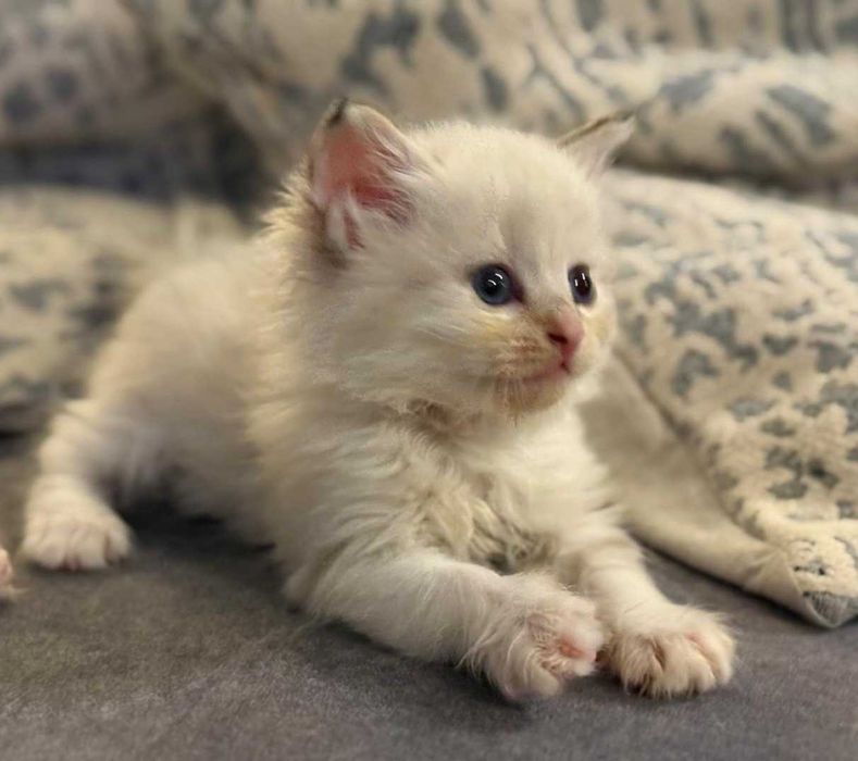 Kotka Neva Masquerade " Różyczka " ZAREZERWOWANA