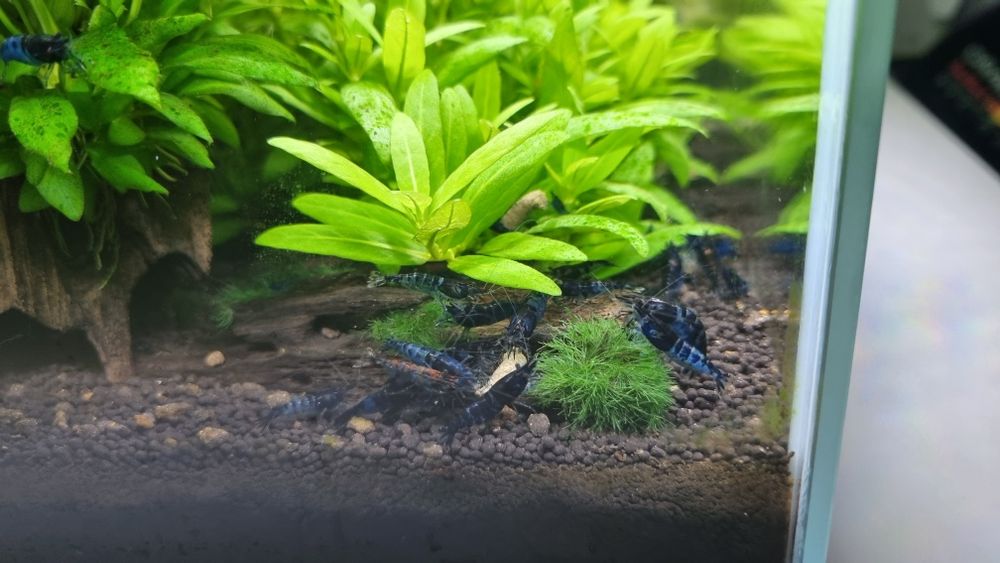 Krewetka Neocaridina Blue Velvet