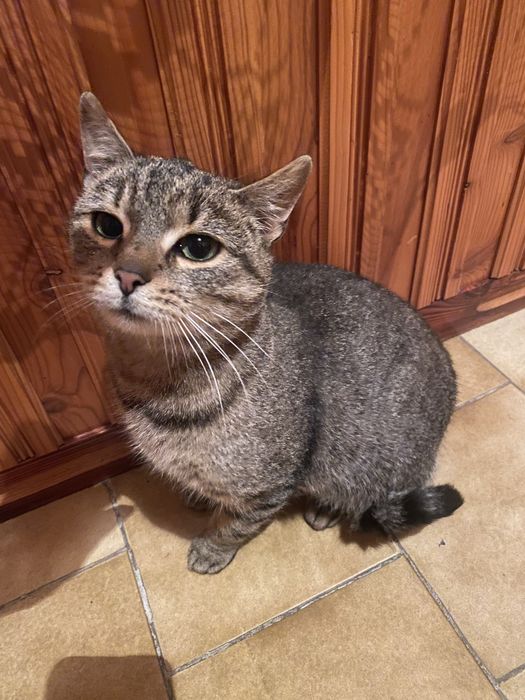 Oddam kotke w dobre ręce