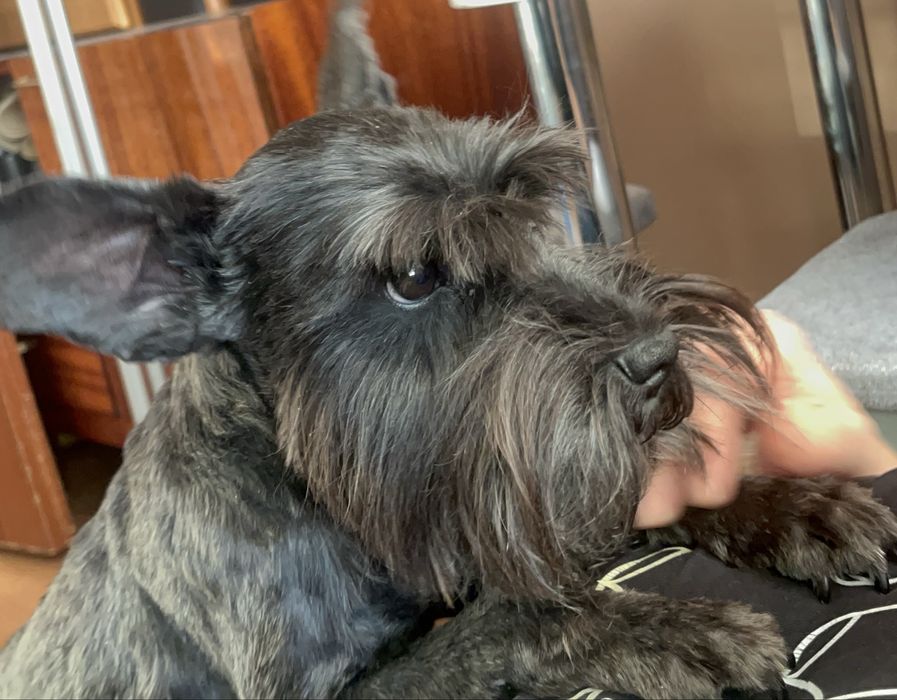 Віддам безкоштовно собаку породи Цвергшнауцер