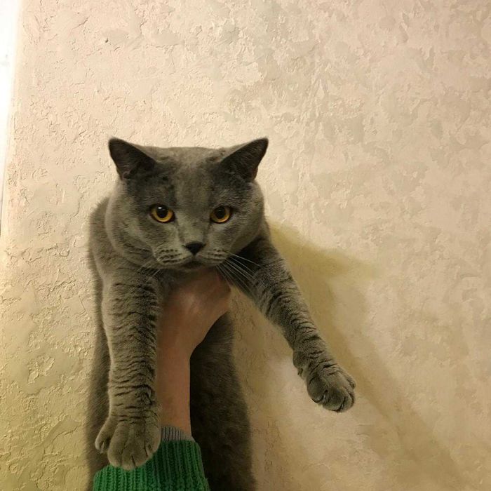 Вязка шотландский прямоухий