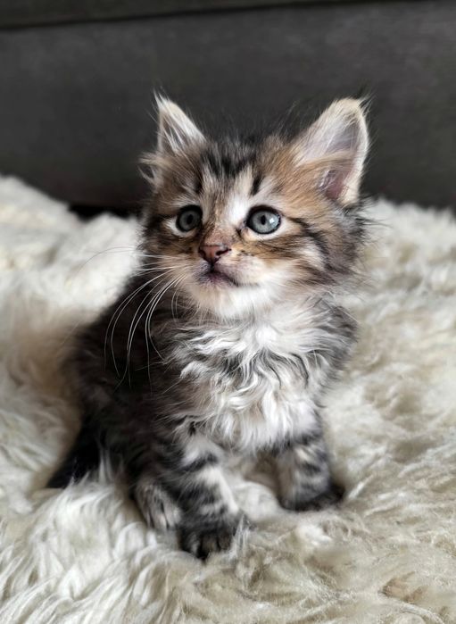 Кошенята  мейн-кун