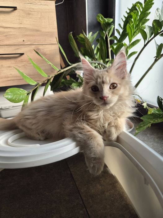 Wiktoria- kremowa kotka Maine Coon