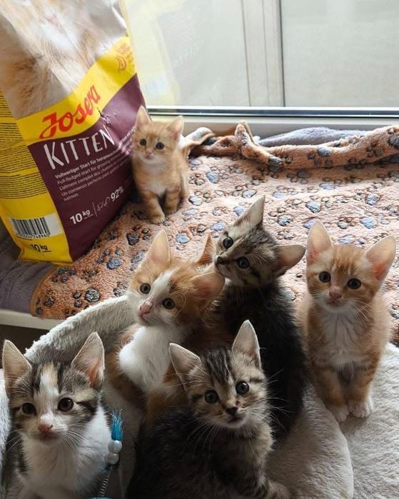 Много котят. Котенок бесплатно