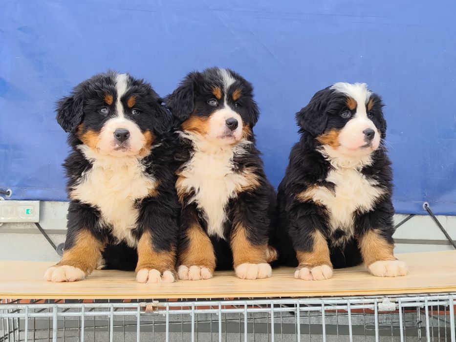 Berneński Pies Pasterski