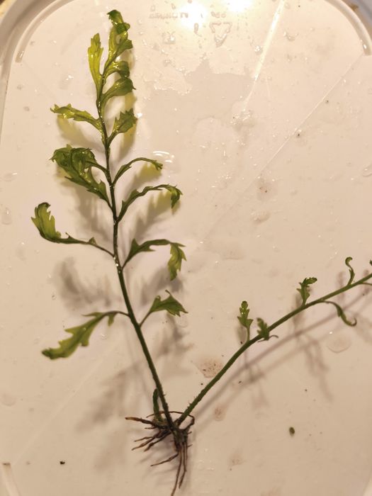 Bolbitis heudelotti (planta aquário)