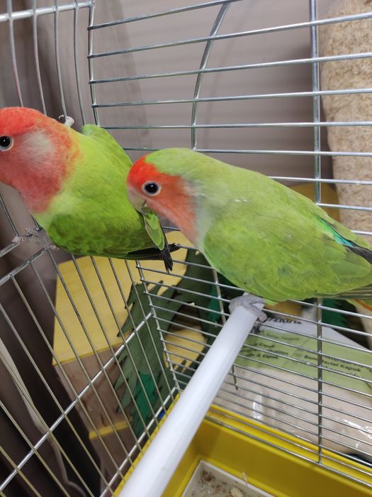 Papugi nierozłączki czerwonoczelna