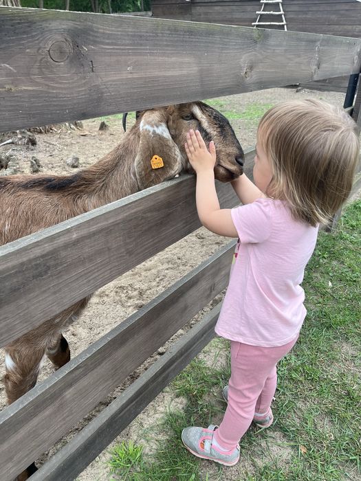 Sprzedam 2 kozy anglonubijskie – matka i córka